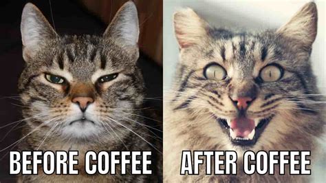 funny coffee memes 2024